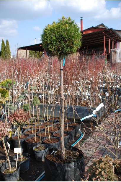 Сосна гірська Варелла (штамб – ідеальна для ландшафтного озеленення